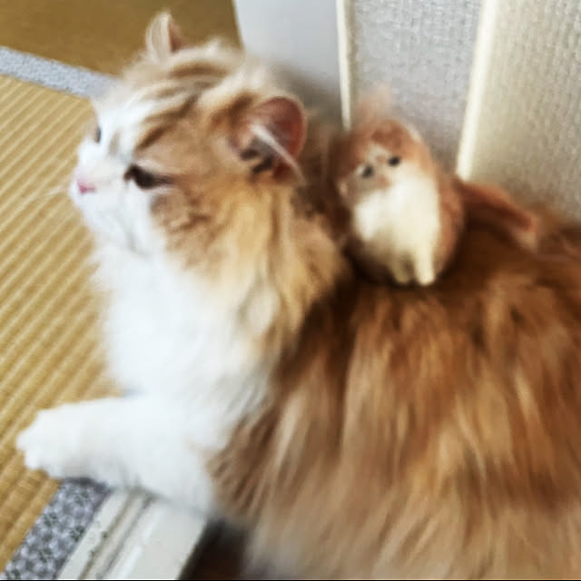 yuuchoさんの実例写真
