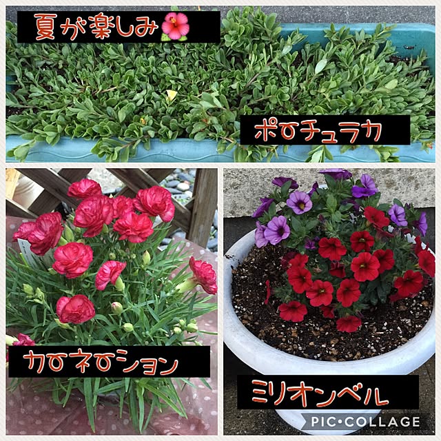 shabiyさんの実例写真