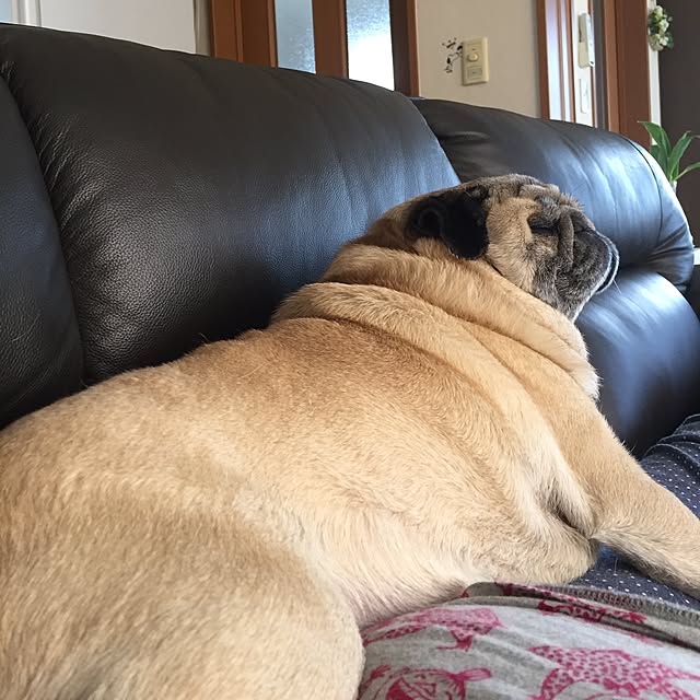 picoさんの実例写真