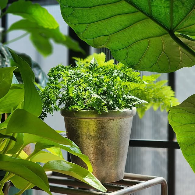 CYNOSさんの部屋