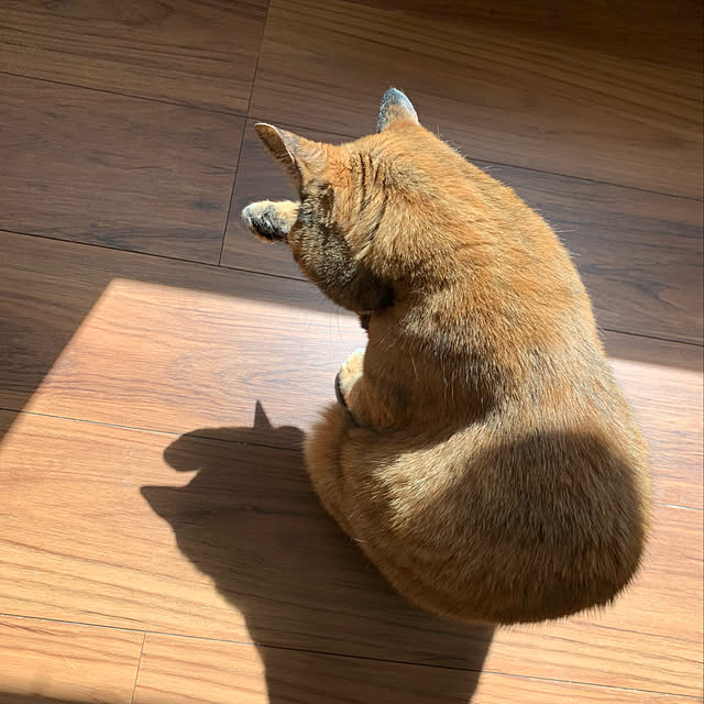 mikeume7さんの実例写真