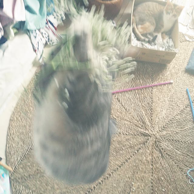 annさんの実例写真