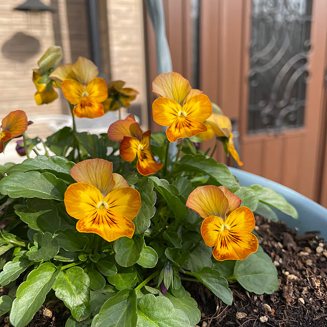 ronronさんの部屋