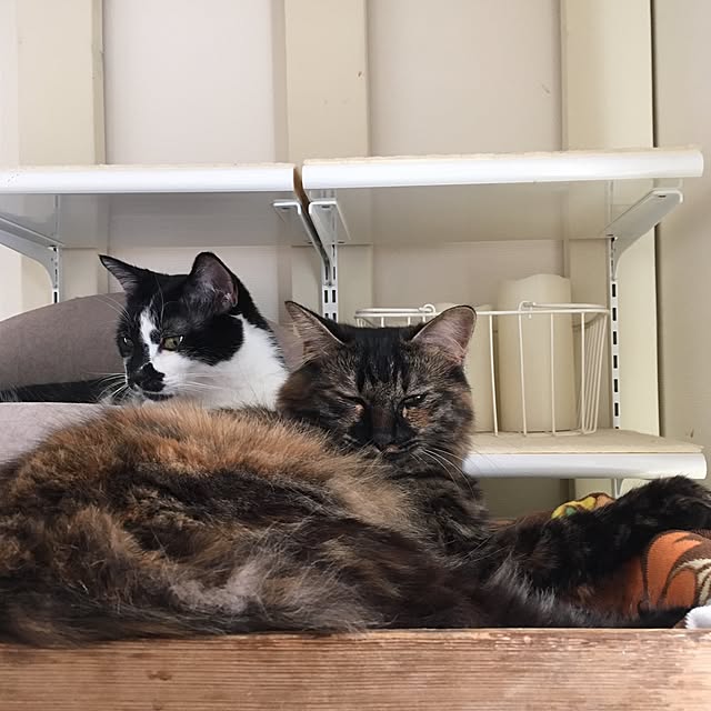 mikomaruさんの実例写真