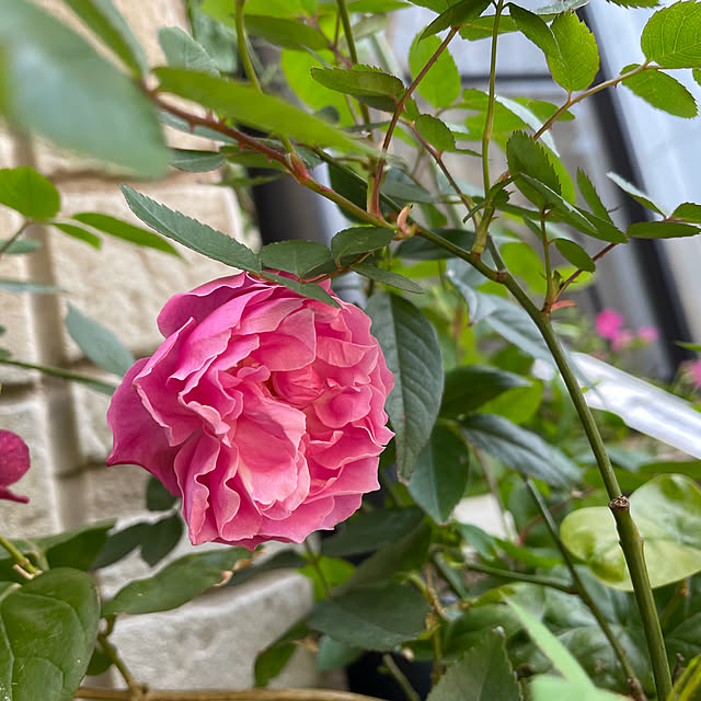 natsumiさんの実例写真