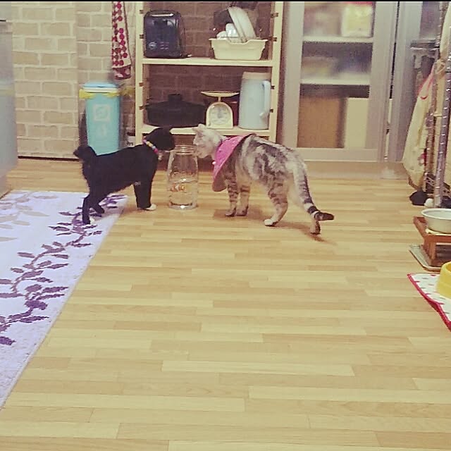 simaumaさんの実例写真