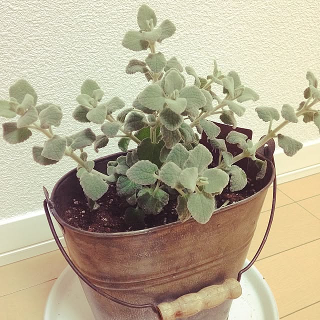 Kyokoさんの実例写真