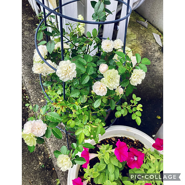 CoCo0617さんの実例写真
