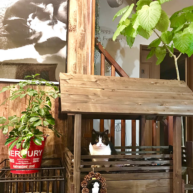 butachanさんの実例写真