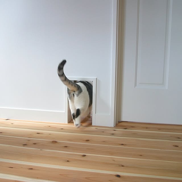 壁/天井/ペット/猫の穴のインテリア実例 - 2012-05-24 11:50:57
