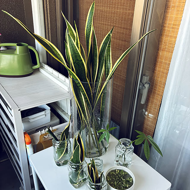 koshiregutyoさんの部屋