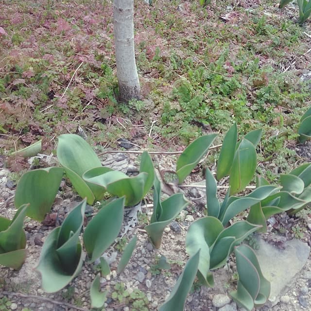 monblanさんの実例写真