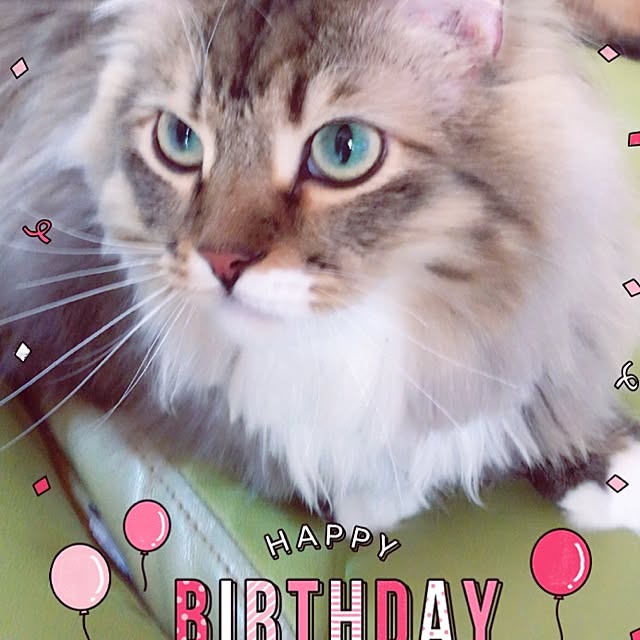 CATさんの実例写真