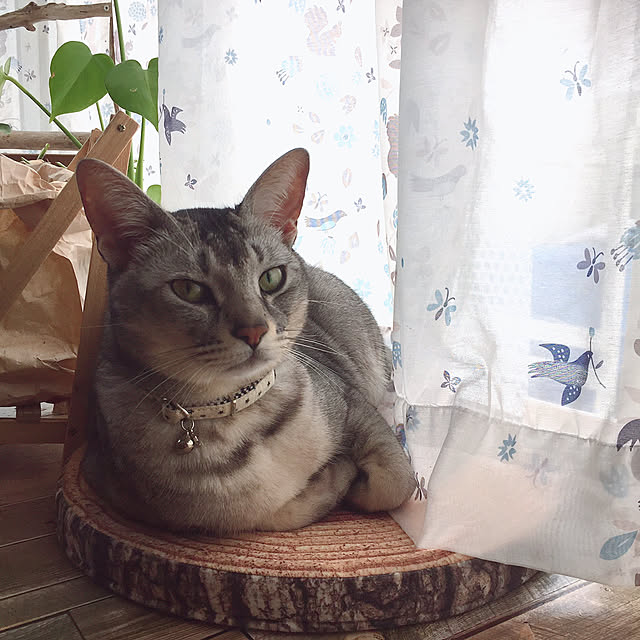 kotoriさんの実例写真