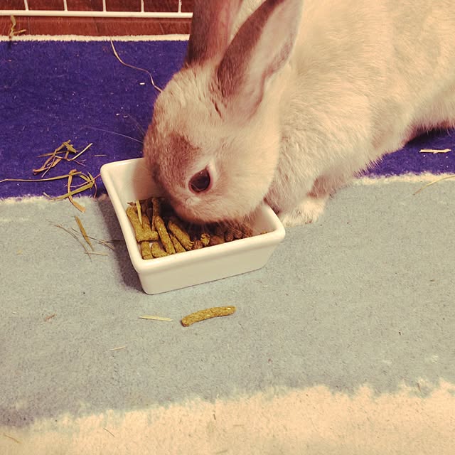 yokomokoさんの実例写真