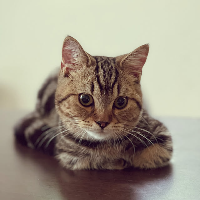 chiiさんの実例写真