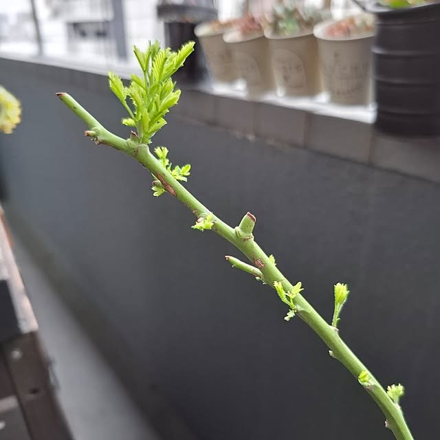 noaさんの部屋