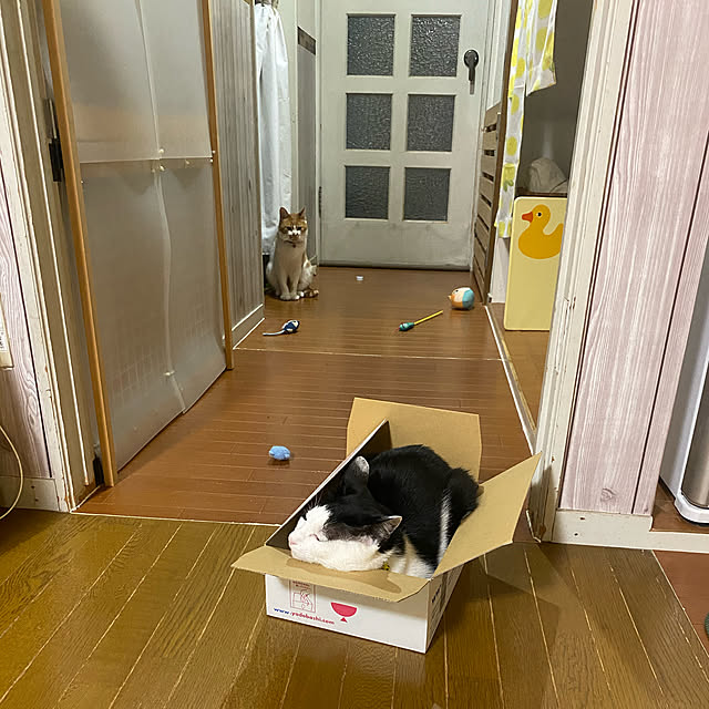 SHIHOさんの実例写真