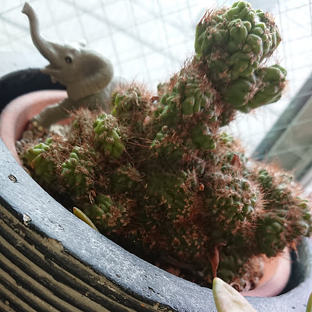 denkoさんの実例写真