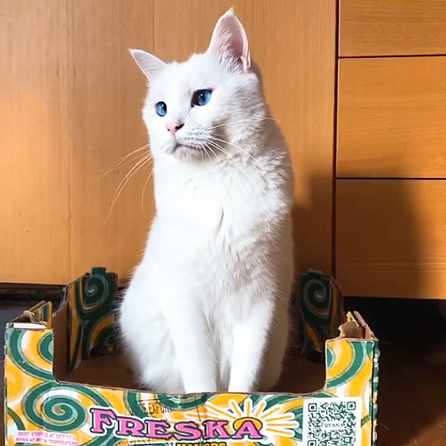 nyanko-beamさんの実例写真