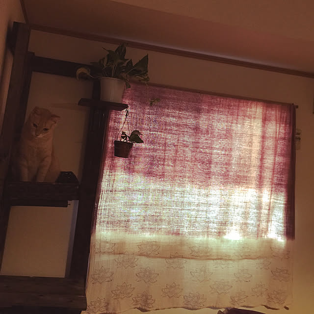 mikan161さんの実例写真