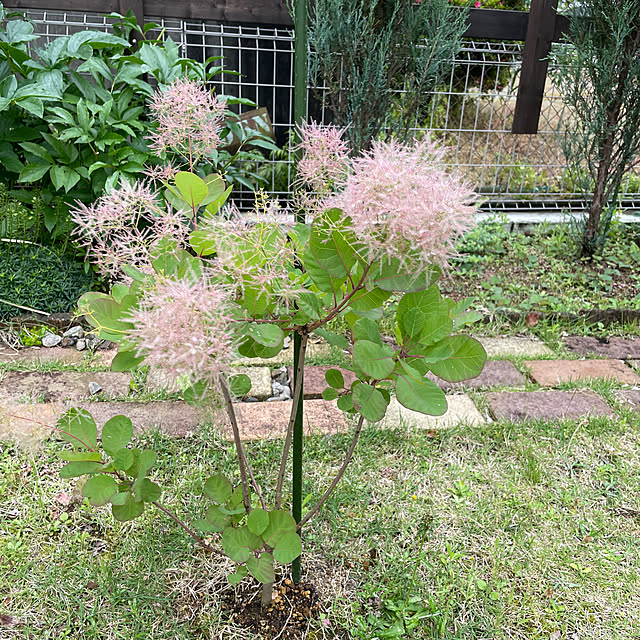 ベッド周り/草取りしました/スモークツリー/庭/朝活のインテリア実例 - 2025-05-25 10:27:46