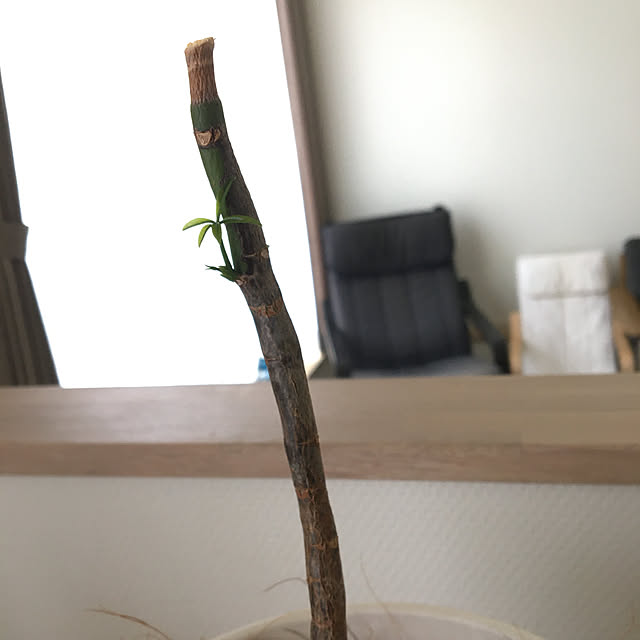 khkさんの実例写真