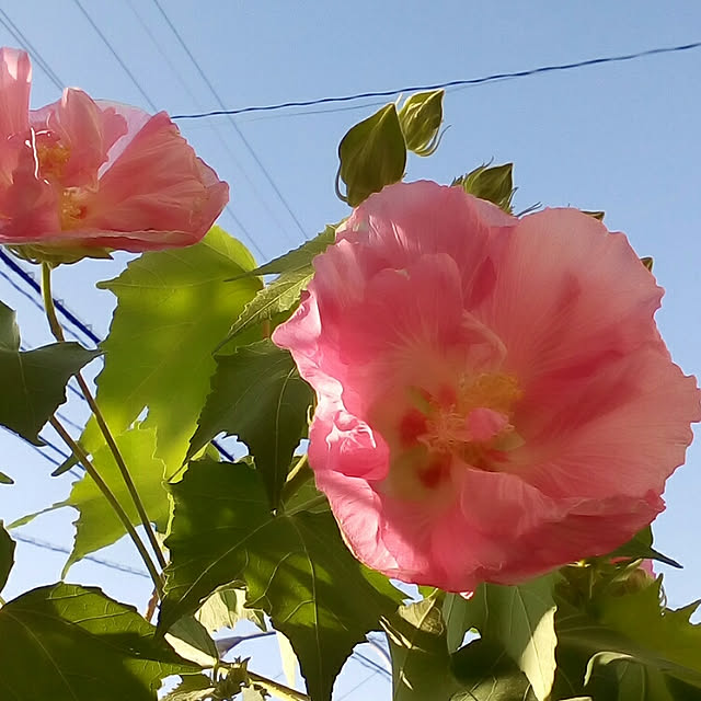 mariagardenさんの実例写真