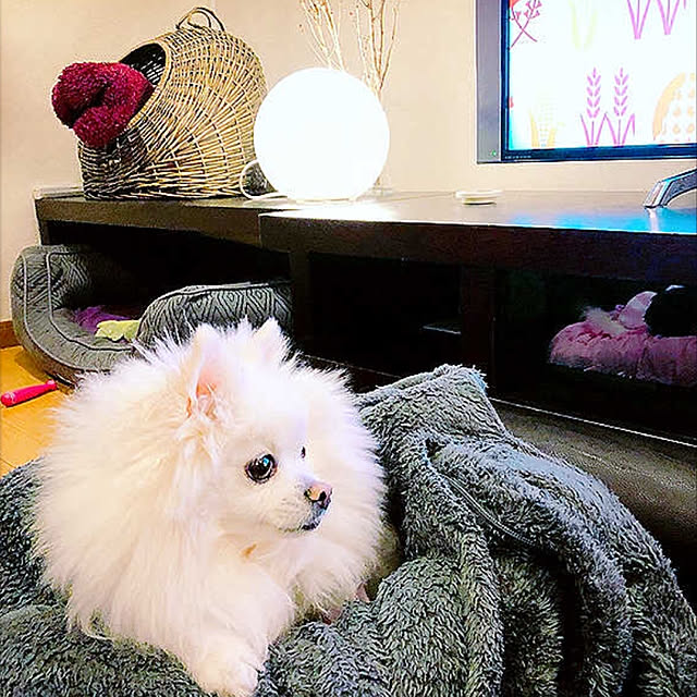 棚のインテリア実例 - 2019-02-17 11:36:35