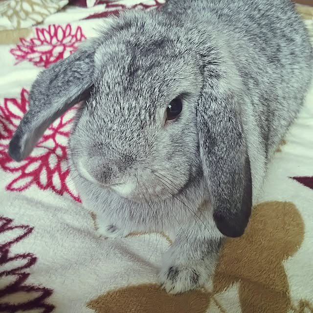 mogu0418さんの実例写真