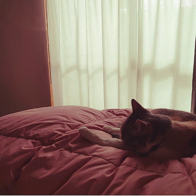 fukuさんの実例写真