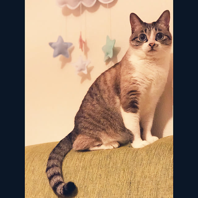 pppさんの実例写真