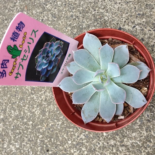 sorasoraさんの実例写真