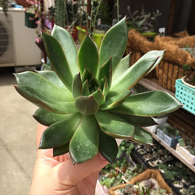 CHIROさんの実例写真