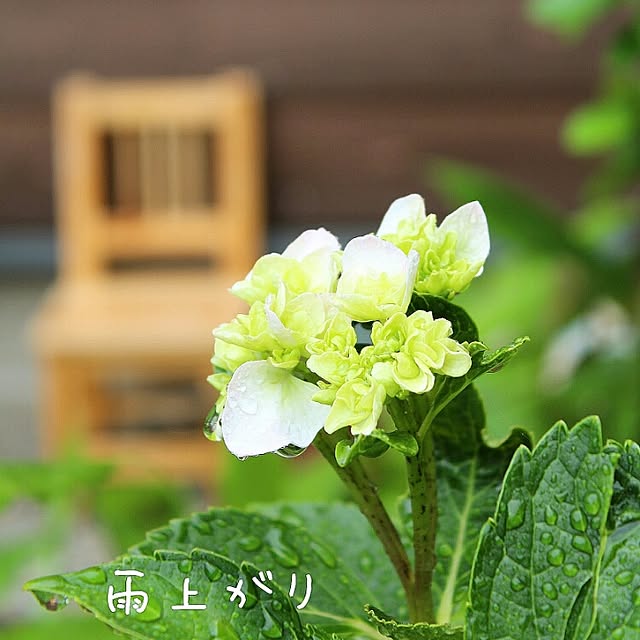 アジサイ/暮らしを楽しむ/庭の花/植物が好き/花のある暮らし...などのインテリア実例 - 2016-06-28 10:39:14