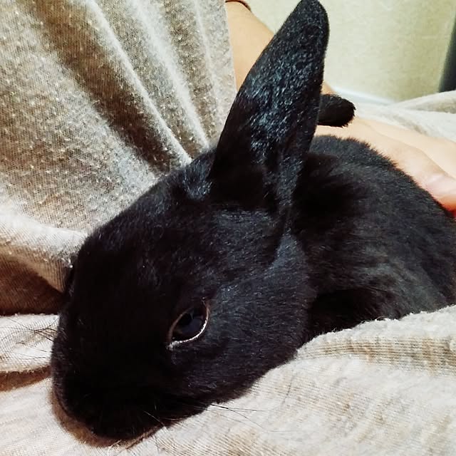 nana80174886hさんの実例写真
