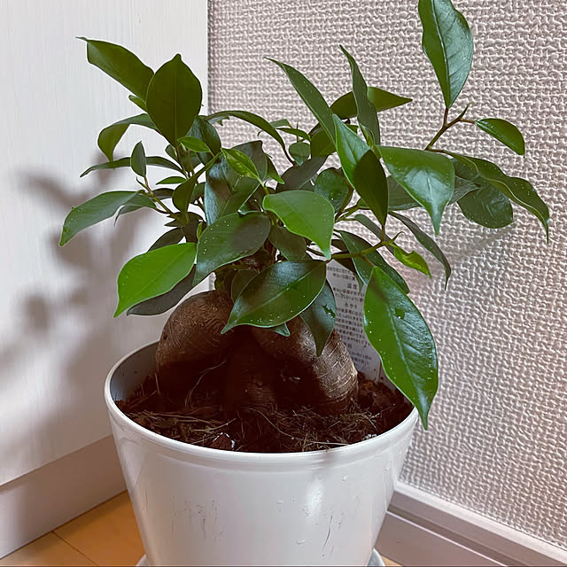 Ayaさんの実例写真
