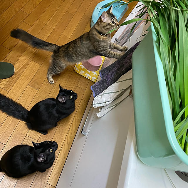 prelumoさんの実例写真