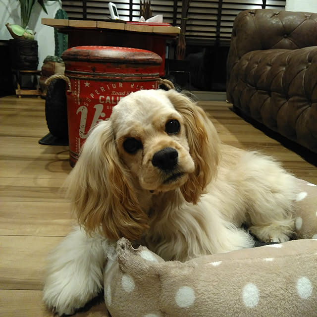 koto.ohanaさんの実例写真
