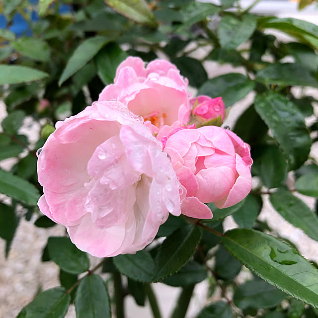 ayanyanさんの実例写真