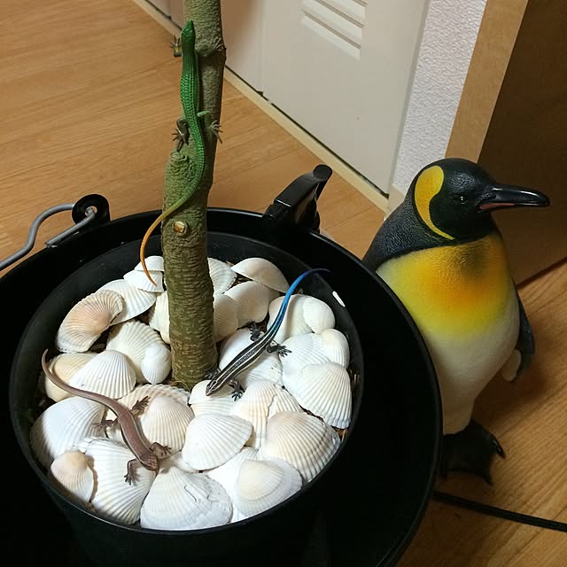 mayuさんの実例写真