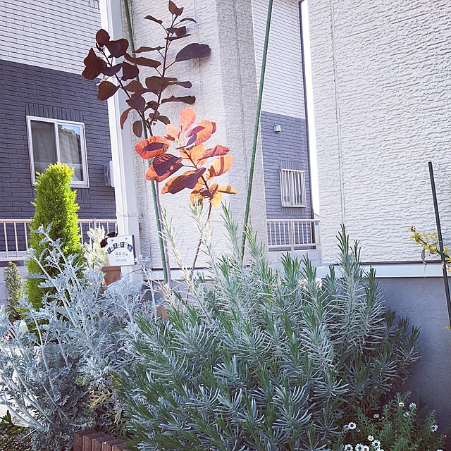 sa_yaさんの実例写真