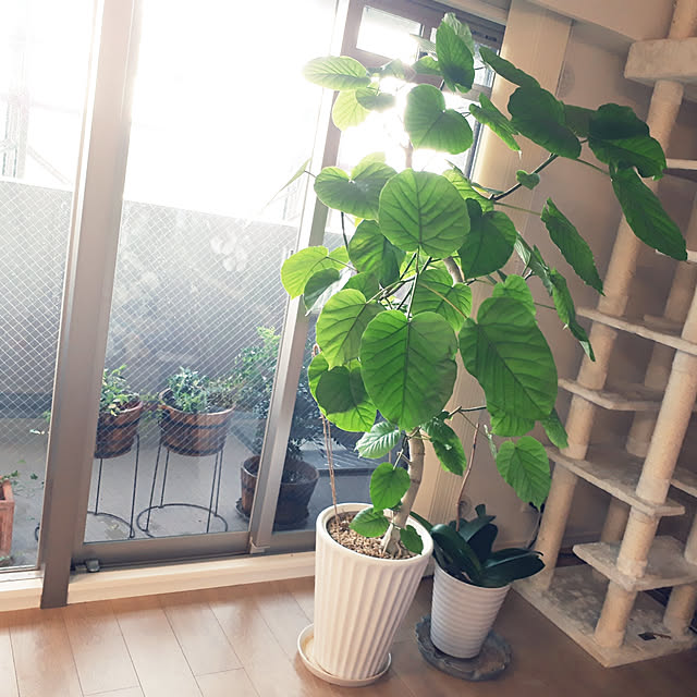 fyasukataさんの実例写真