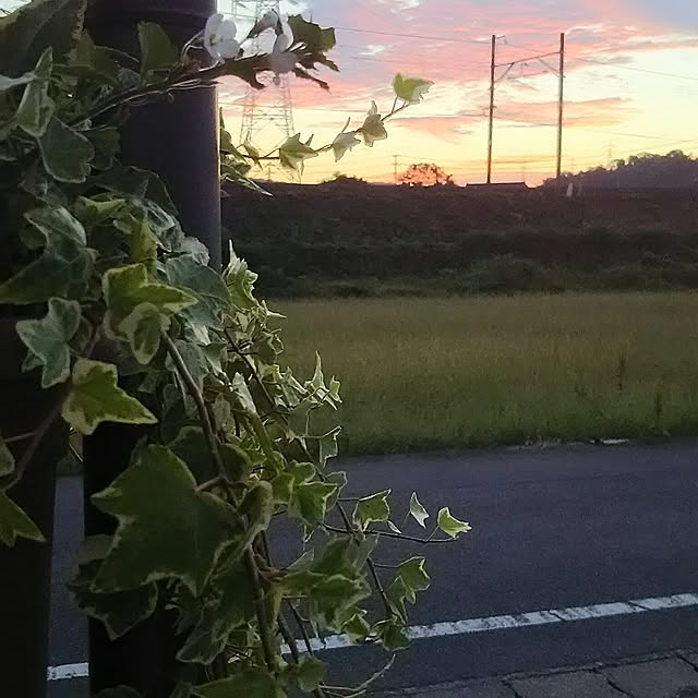 naopyiさんの実例写真