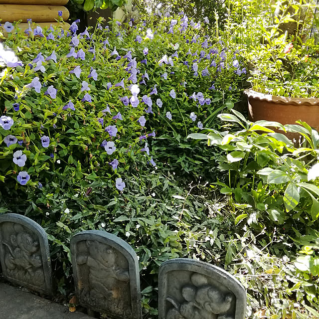 haruiroさんの実例写真