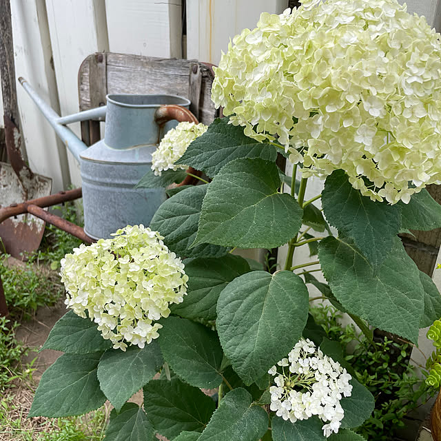 nonrinさんの実例写真