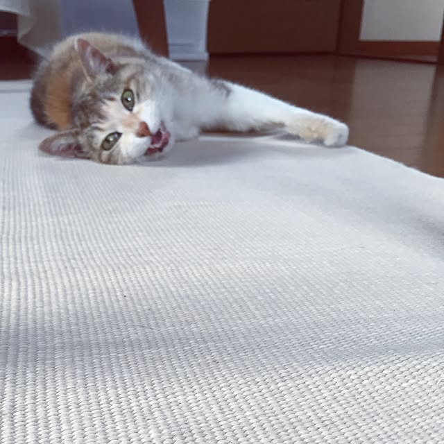piroさんの実例写真