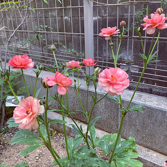 hatsugaさんの実例写真