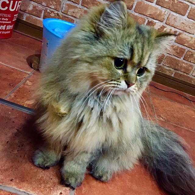 butachanさんの実例写真