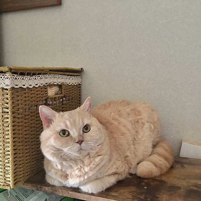 naokoさんの実例写真